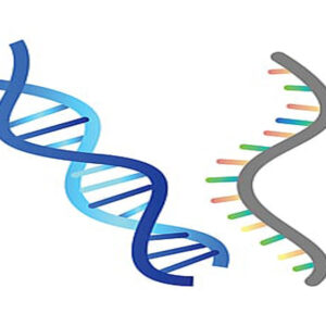Read more about the article How human cells can write RNA sequences into DNA