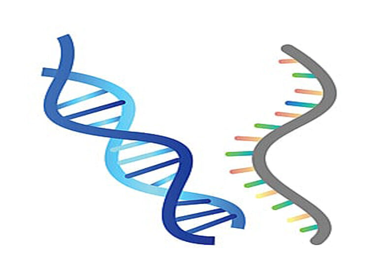 How human cells can write RNA sequences into DNA