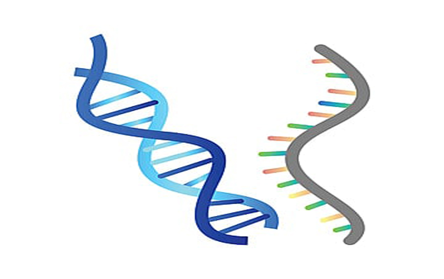 Read more about the article How human cells can write RNA sequences into DNA